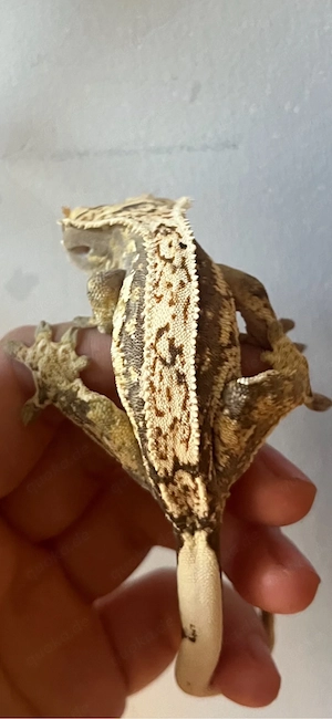 pet only fts Kronengecko vermutlich weiblich  Bild 3