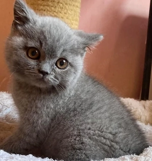 Britisch Kurzhaar BKH Katze Kitten abzugeben