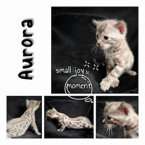 Aurora Bengal Mädchen seal mink spotted tabby mit Stammbaum