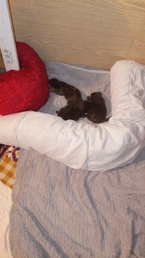 3 kitten suchen liebevolles zuhause 
