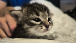Reinrassige sibirische waldkatzen kitten kunterbunt