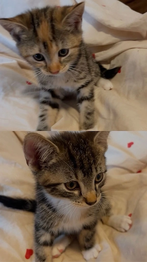 Süße Kitten suchen liebevolles Zuhause 
