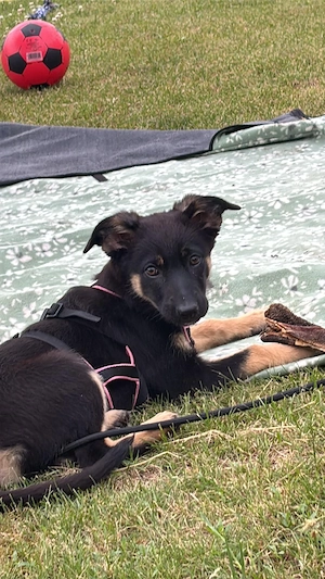 Nesthäckchen Talia