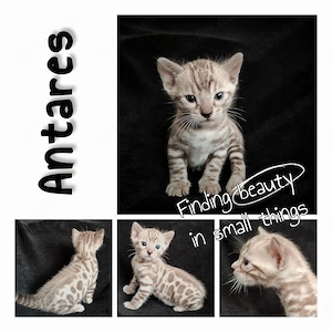 Antares Bengalkater Junge mit Stammbaum Tica Ticacats seal mink