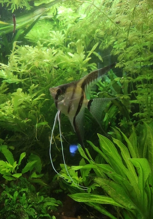 2 Schleier Skalare   Fische   Aquarium 