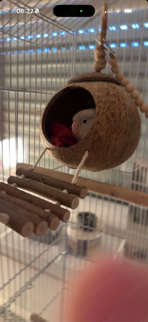 Vogel vermisst Bild 5