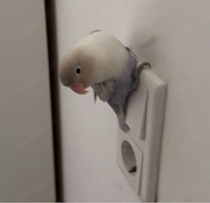 Vogel vermisst Bild 2