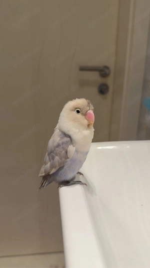 Vogel vermisst Bild 3