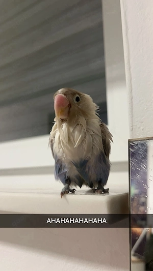 Vogel vermisst Bild 4