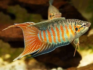 Paradiesfisch Jungtier   Makropode   Fische   Aquarium 