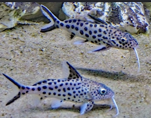 3 Vielpunktfiederbartwelse   Synodontis   Fische   Aquarium 