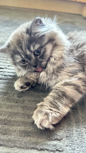 BKH,BLH Kitten ( ab sofort)