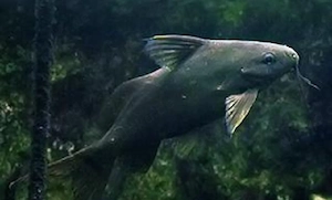Schwarzer Fiederbartwels   Synodontis   Fische   Aquarium 