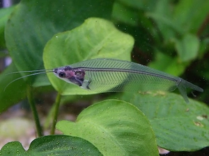 Indischer Glaswels   Fische   Aquarium 