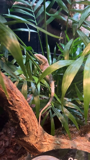 Rotkehl Anolis