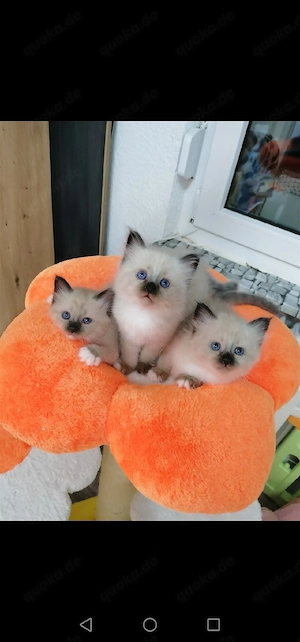 Heilige birma kitten 