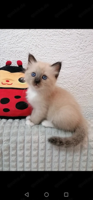 2 Heilige birma kitten 