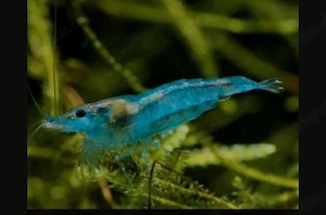 Blue Jelly Garnelen   Neocaridina Davidi   Fische   Aquarium 