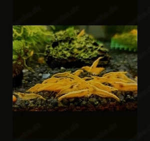 Yellow Fire Garnelen   Neocaridina Davidi   Fische   Aquarium 
