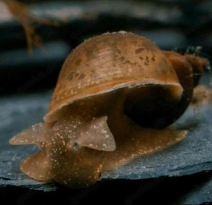 Yoda Schnecken   Kleine Schlammschnecken   Aquarium   Teich   Fische 