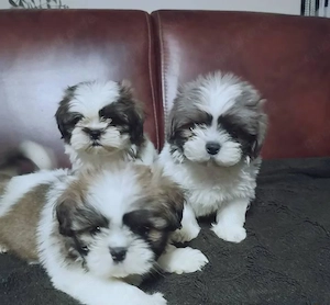 Süße Shih-Tzu-Welpen suchen ein Zuhause! 