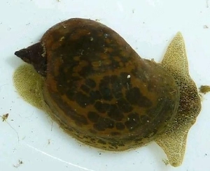 Ohrschlammschnecken   Aquarium   Teich   Fische 