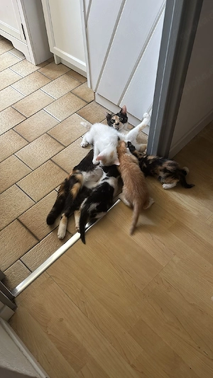 1 Süßer kater kitten suchen noch ein zu Hause