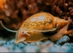 Blasenschnecken   Aquarium   Teich   Fische 
