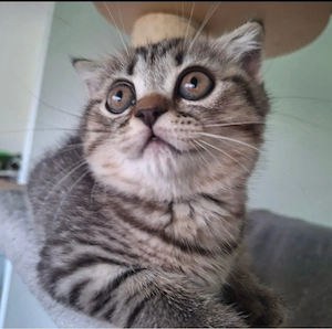 britisch kurzhaar kitten BKH getigert 