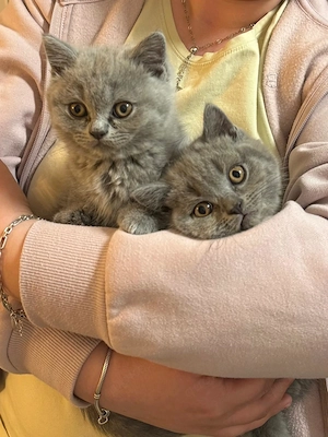   Reinrassige BKH-Kitten suchen ein liebevolles Zuhause 