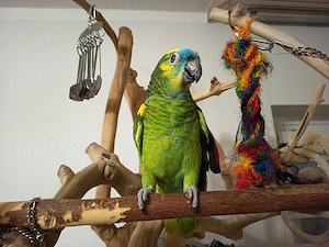 2 Blaustirnamazonen Pärchen sprechend abzugeben (ca. 2 Jahre alt) inklusive großem Montana-Käfig Bild 3