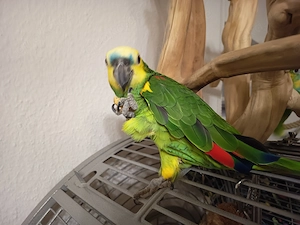 Amazonenpärchen  jung .2 jahre Sprechend