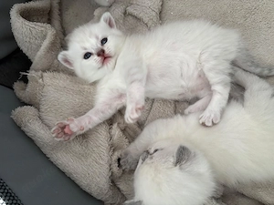 Bkh   Blh kitten 