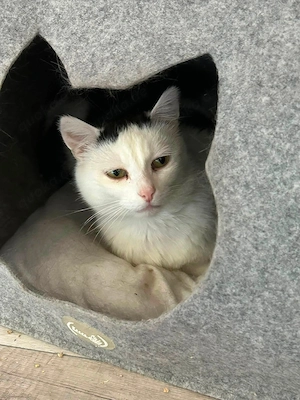 Eddy sucht ein Zuhause mit Geduld # Tierschutz 