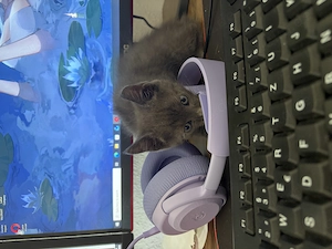 Babykatzen ab sofort zu verkaufen (8 Wochen)