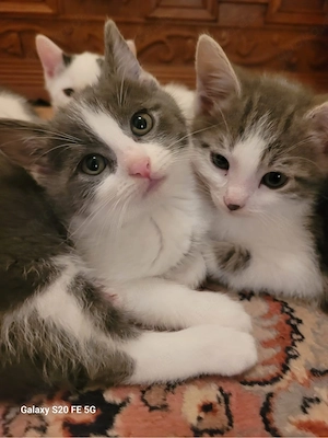 Noch 2 wunderschöne BKH Mix kitten suchen ein zuhause. 