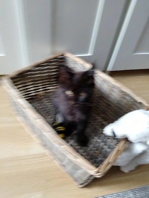 Maine-Coon-Kätzchen