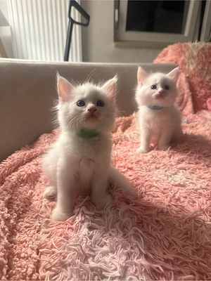 Maine-Coon Kitten suchen ein liebevolles Zuhause 
