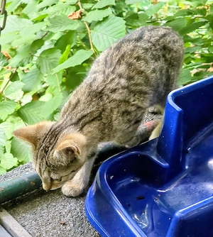 Tabby Toyger-Art