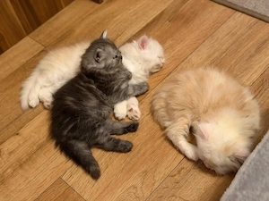   Babys zuckersüße Katzen suchen ein liebevolles Zuhause!