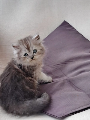    Drei zuckersüße Katzen suchen ein liebevolles Zuhause!