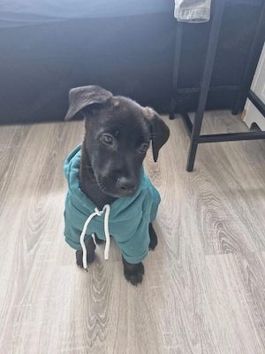 kleine baby Malinois 