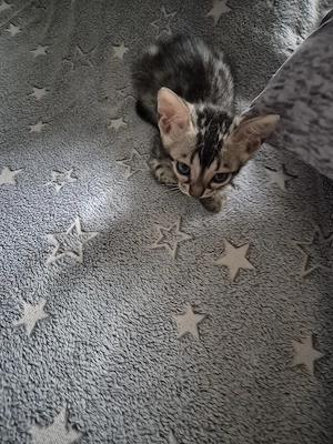 bengal kitten 