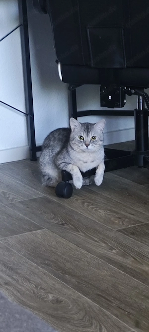 Katzen von Britisch Kurzhaar