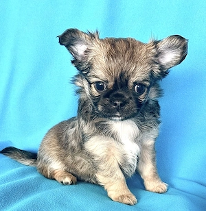 Reinrassige Chihuahua Welpen mit Ahnentafel 