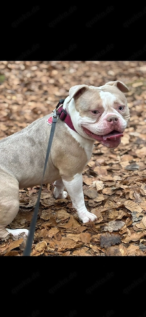 American bully Hündin sucht neues Zuhause