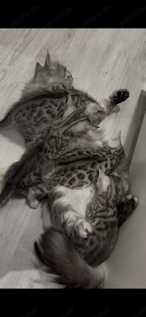 Wunderschöne Bengal-Mix Kitten suchen ab der 12. Lebenswoche ein liebevolles Zuhause