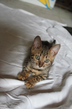 Bengalkitten 