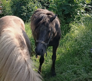 Pony Stute Rappschimmel Kinderpony  Bild 2