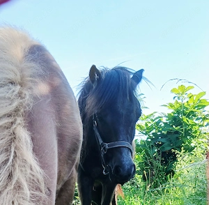 Pony Stute Rappschimmel Kinderpony  Bild 3